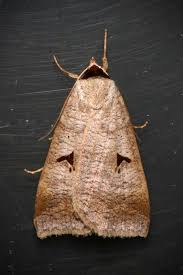 Attēlu rezultāti vaicājumam “Lygephila pastinum”