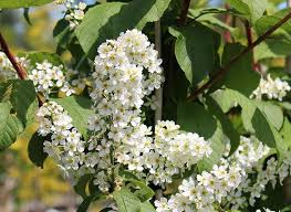 Attēlu rezultāti vaicājumam “Padus avium”