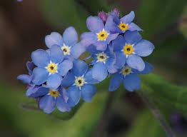 Attēlu rezultāti vaicājumam “Myosotis”