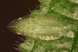 Attēlu rezultāti vaicājumam “Aphrophoridae imago”