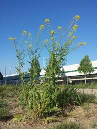 Attēlu rezultāti vaicājumam “Sisymbrium loeselii leaf”