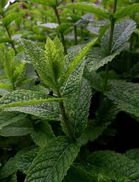 Attēlu rezultāti vaicājumam “Mentha x piperita”
