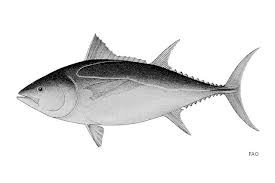Image result for Thunnus atlanticus