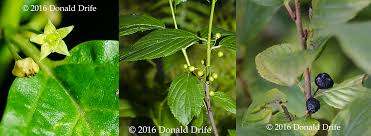 Attēlu rezultāti vaicājumam “Rhamnus cathartica leaf”