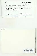 Attēlu rezultāti vaicājumam “Jungermannia sphaerocarpa”