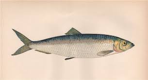 Image result for Clupea harengus