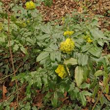 Attēlu rezultāti vaicājumam “Mahonia aquifolium flower”