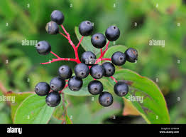 Attēlu rezultāti vaicājumam “Cornus sanguinea fruit”