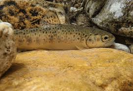Image result for Salmo trutta trutta