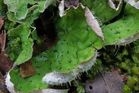 Attēlu rezultāti vaicājumam “Peltigera leucophlebia”