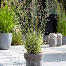 Attēlu rezultāti vaicājumam “Molinia caerulea fruit”