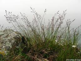 Attēlu rezultāti vaicājumam “Poa compressa leaf”