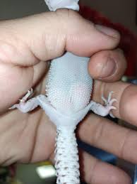 Image result for gravidity leopard gecko
