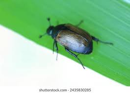 Attēlu rezultāti vaicājumam “Anomala dubia”