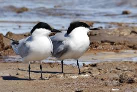 Image result for Gelochelidon nilotica