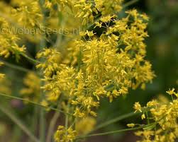 Image result for Isatis tinctoria