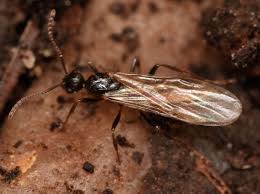 Attēlu rezultāti vaicājumam “Myrmica rubra”