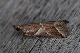 Attēlu rezultāti vaicājumam “Nyctegretis lineana”