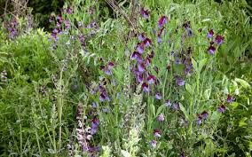 Image result for Lathyrus odoratus