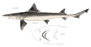 Image result for Mustelus canis