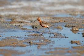 Attēlu rezultāti vaicājumam “Calidris ferruginea”