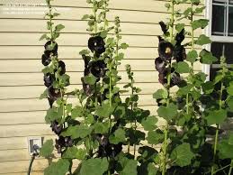 Image result for Alcea rosea nigra