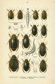 Attēlu rezultāti vaicājumam “Acilius sulcatus male”