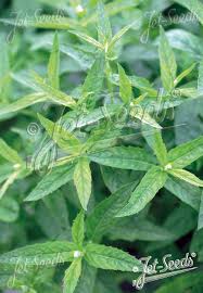 Attēlu rezultāti vaicājumam “Mentha longifolia”