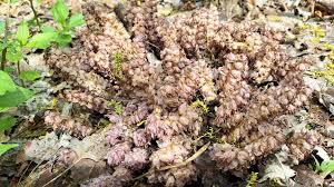 Attēlu rezultāti vaicājumam “Lathraea squamaria bud”