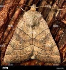 Attēlu rezultāti vaicājumam “Cosmia trapezina”