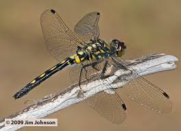 Attēlu rezultāti vaicājumam “Leucorrhinia”