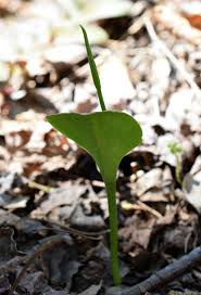 Attēlu rezultāti vaicājumam “Ophioglossum vulgatum”