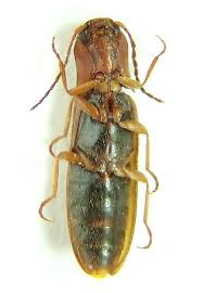 Attēlu rezultāti vaicājumam “Dalopius marginatus”