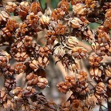 Attēlu rezultāti vaicājumam “Hylotelephium telephium leaf”