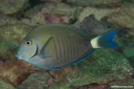 Image result for Acanthurus chirurgus