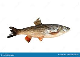 Attēlu rezultāti vaicājumam “Leuciscus idus”