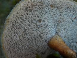 Attēlu rezultāti vaicājumam “Polyporus brumalis”