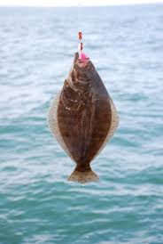 Image result for Paralichthys dentatus