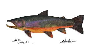 Image result for Salvelinus alpinus