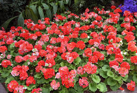 Image result for Primula obconica