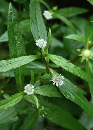 「タカスギ・サブロウタ」の画像検索結果