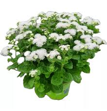 Image result for Leberbalsam