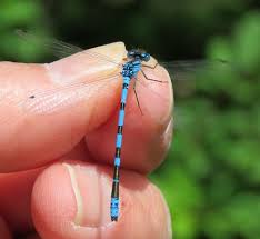 Attēlu rezultāti vaicājumam “Enallagma cyathigerum male”