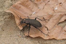 Attēlu rezultāti vaicājumam “Carabus cancellatus”