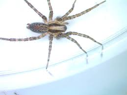 Attēlu rezultāti vaicājumam “Agelenidae”