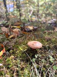 Attēlu rezultāti vaicājumam “Vibrissea decolorans”