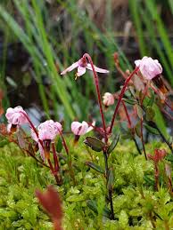 Attēlu rezultāti vaicājumam “Oxycoccus flower”