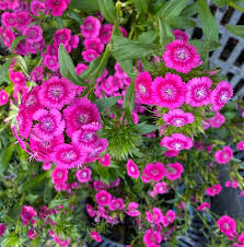 Image result for Dianthus barbatus