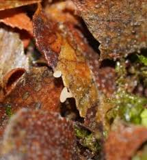 Attēlu rezultāti vaicājumam “Hymenoscyphus imberbis”