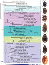 Attēlu rezultāti vaicājumam “Dermestidae”